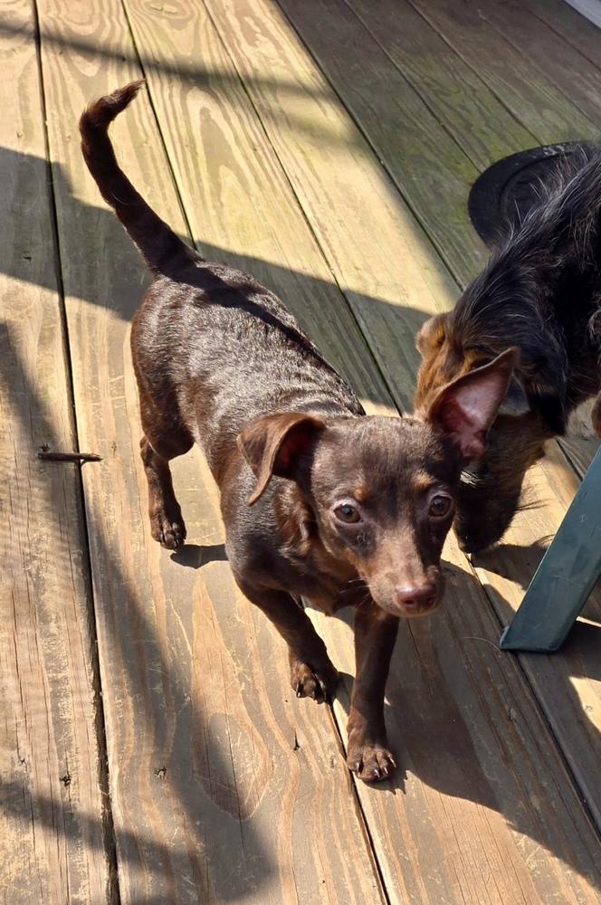 Enlarge Noodle, a Adoptable mixed breed in Greenlawn, NY image 4/6