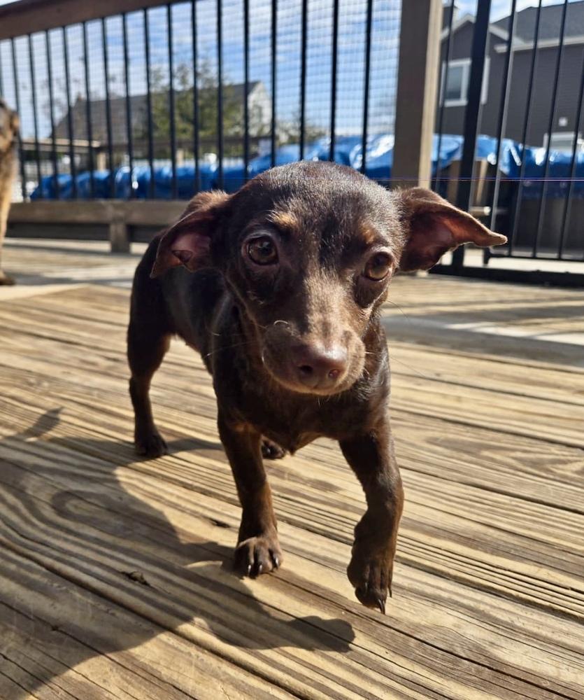 Enlarge Noodle, a Adoptable mixed breed in Greenlawn, NY image 5/6