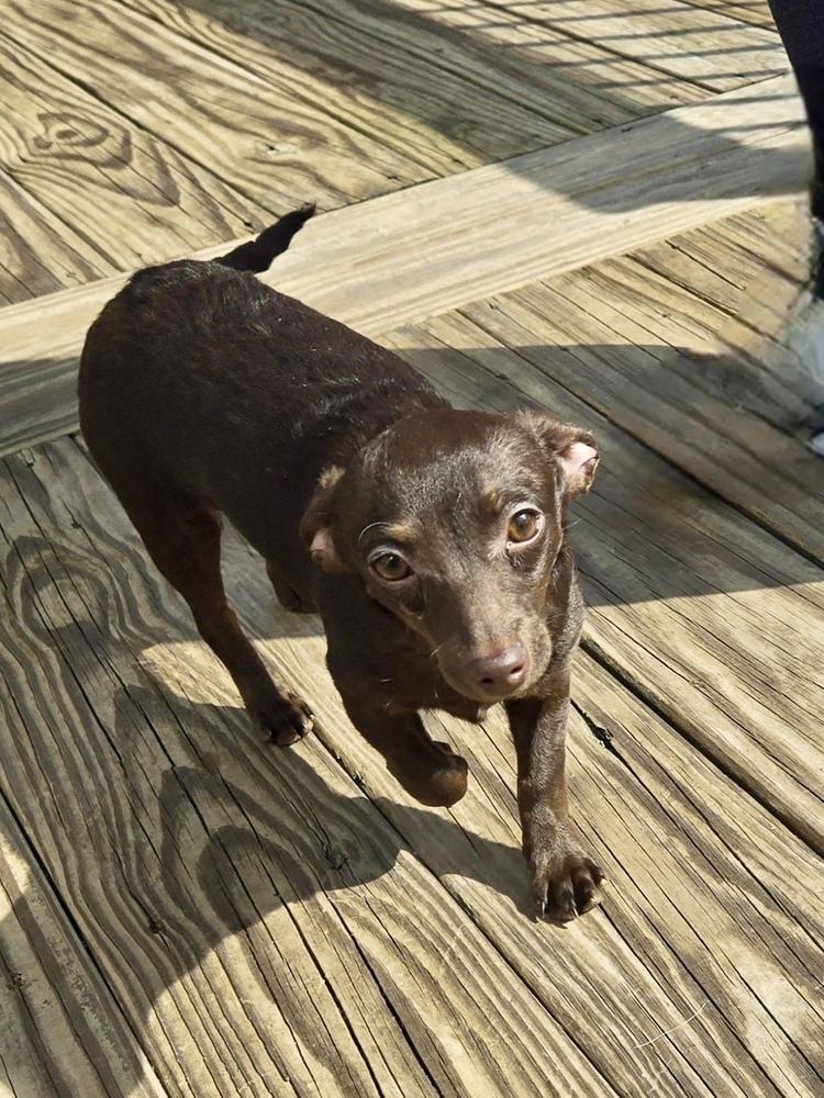 Enlarge Noodle, a Adoptable mixed breed in Greenlawn, NY image 6/6