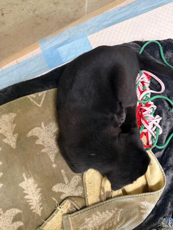 Linda, Adoptable, Young Female Mixed Breed.