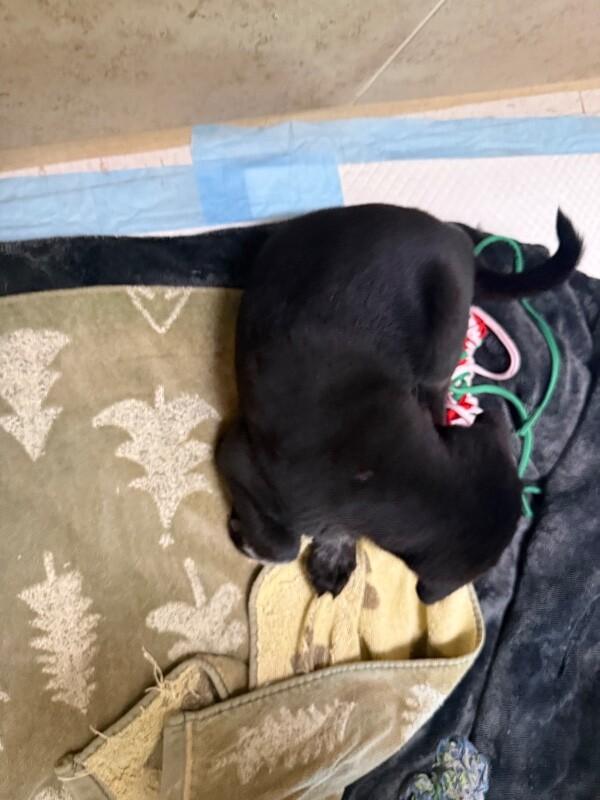 Enlarge Linda, a Adoptable Mixed Breed in Hobbs, NM image 2/4