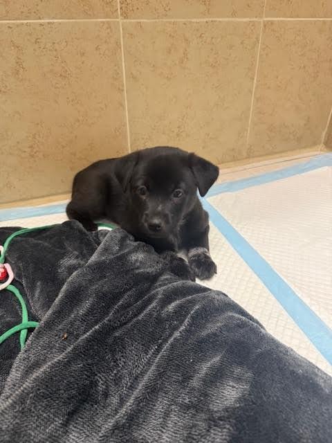 Enlarge Linda, a Adoptable Mixed Breed in Hobbs, NM image 4/4