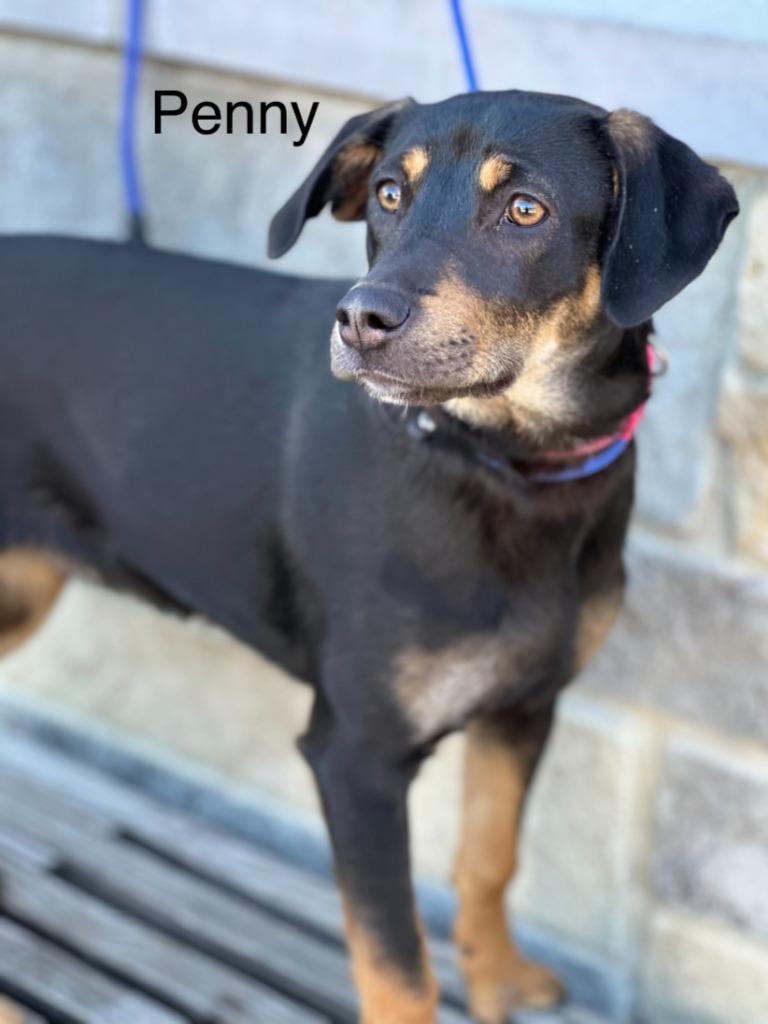 Penny, Adoptable, Young Female German Shepherd Dog.