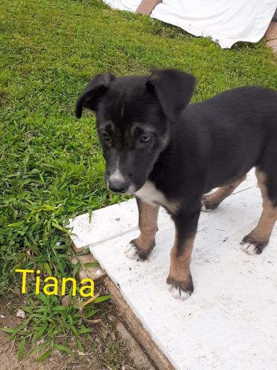 Tiana thumbnail 2