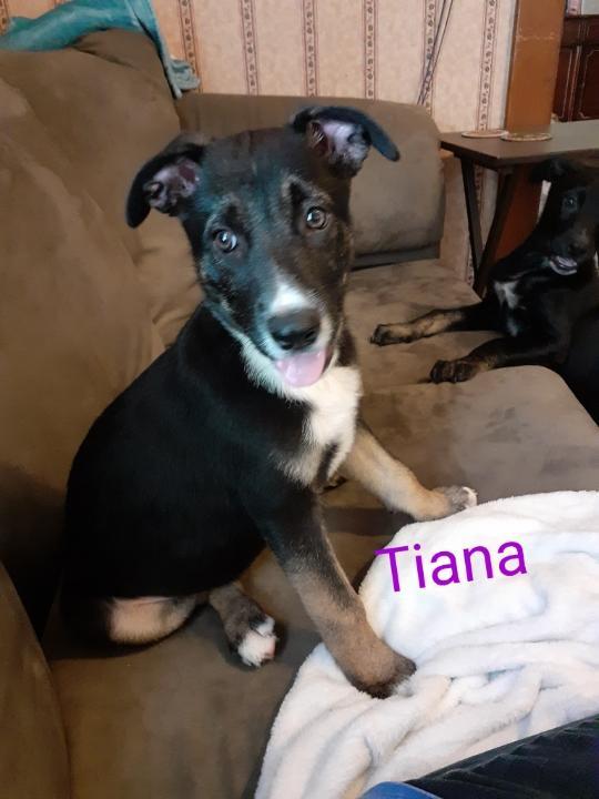 Tiana