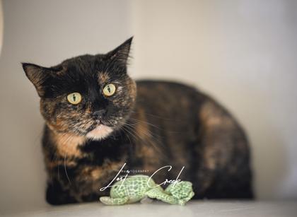 Enlarge Shadow, a Adoptable mixed breed in Kalispell, MT image 1/3