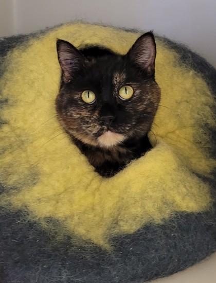 Enlarge Shadow, a Adoptable mixed breed in Kalispell, MT image 2/3