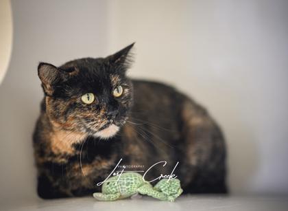 Enlarge Shadow, a Adoptable mixed breed in Kalispell, MT image 3/3