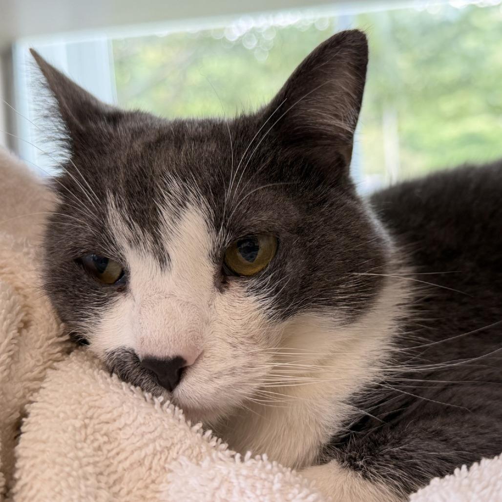 Wendy, Adoptable, Adult Female Domestic Short Hair.
