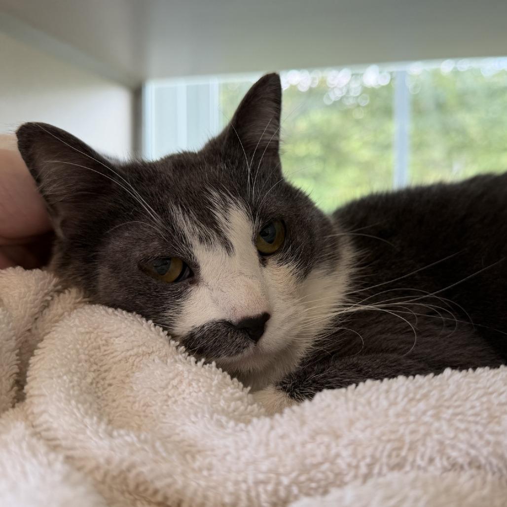 Enlarge Wendy, a Adoptable Domestic Short Hair in Gloucester, VA image 2/3