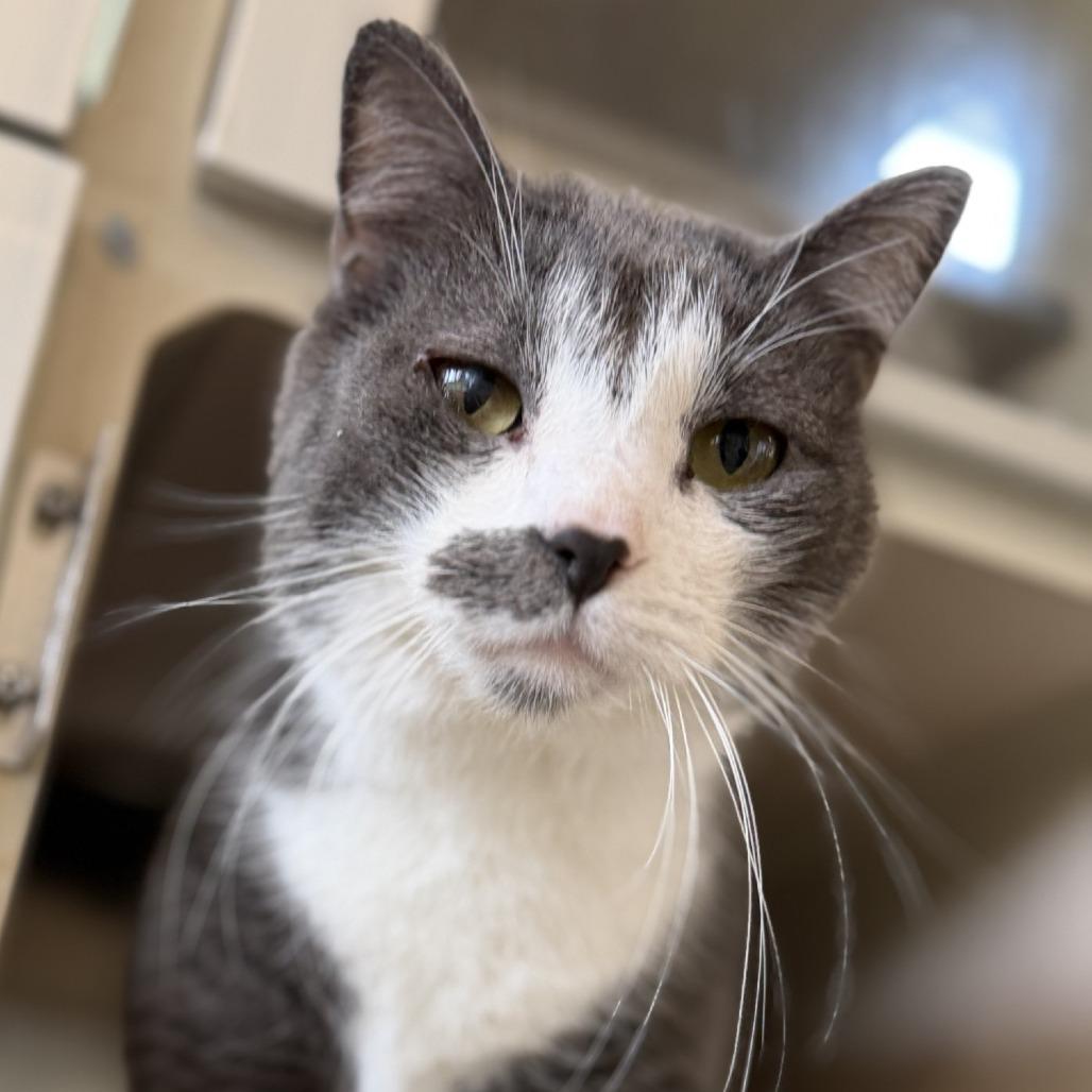 Enlarge Wendy, a Adoptable Domestic Short Hair in Gloucester, VA image 3/3