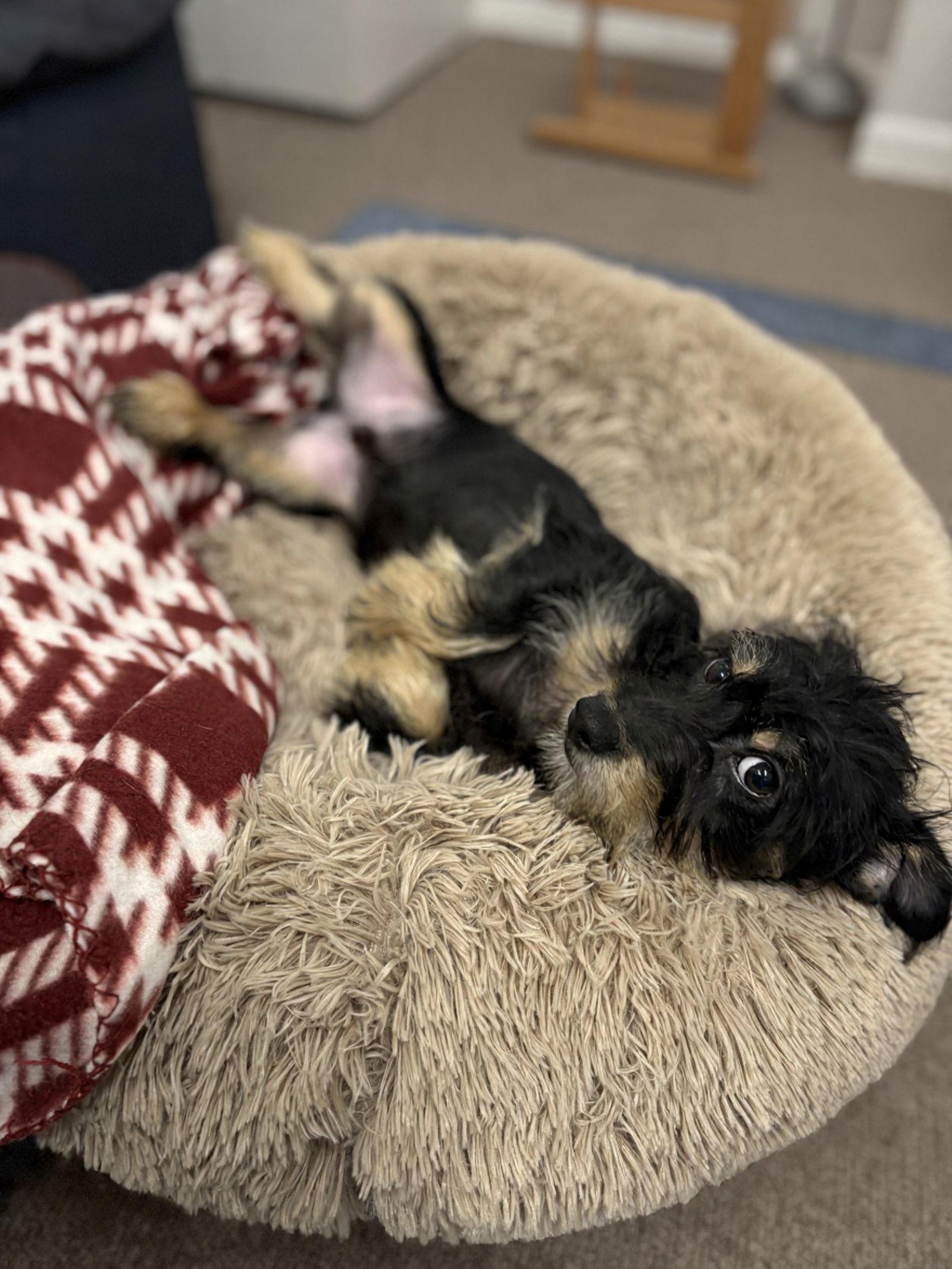 Ricky Ricardo, Adopted, Puppy Male Dachshund.