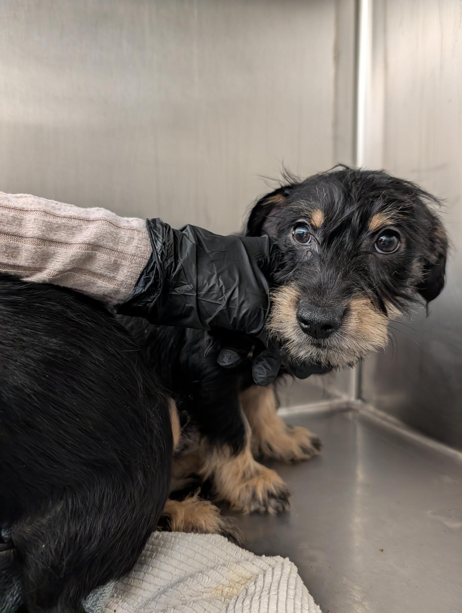 Ricky Ricardo, Adoptable, Puppy Male Dachshund.
