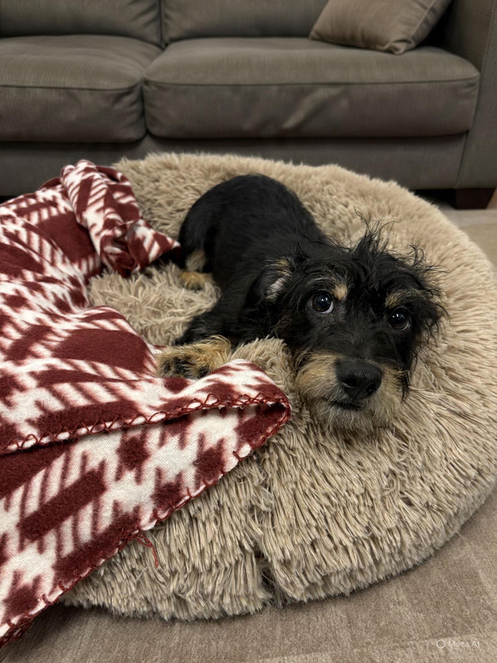 Enlarge Ricky Ricardo, a Adopted Dachshund in Austin, TX image 3/3