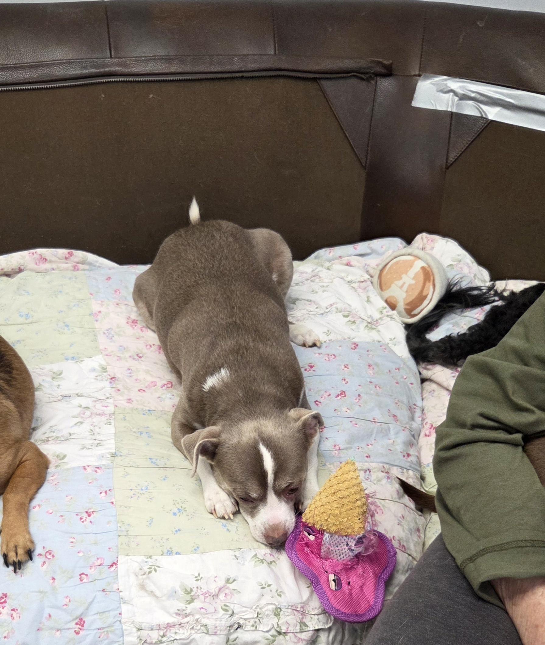 Enlarge Hang Around, an adopted Chihuahua in Bel Air, MD image 4/4