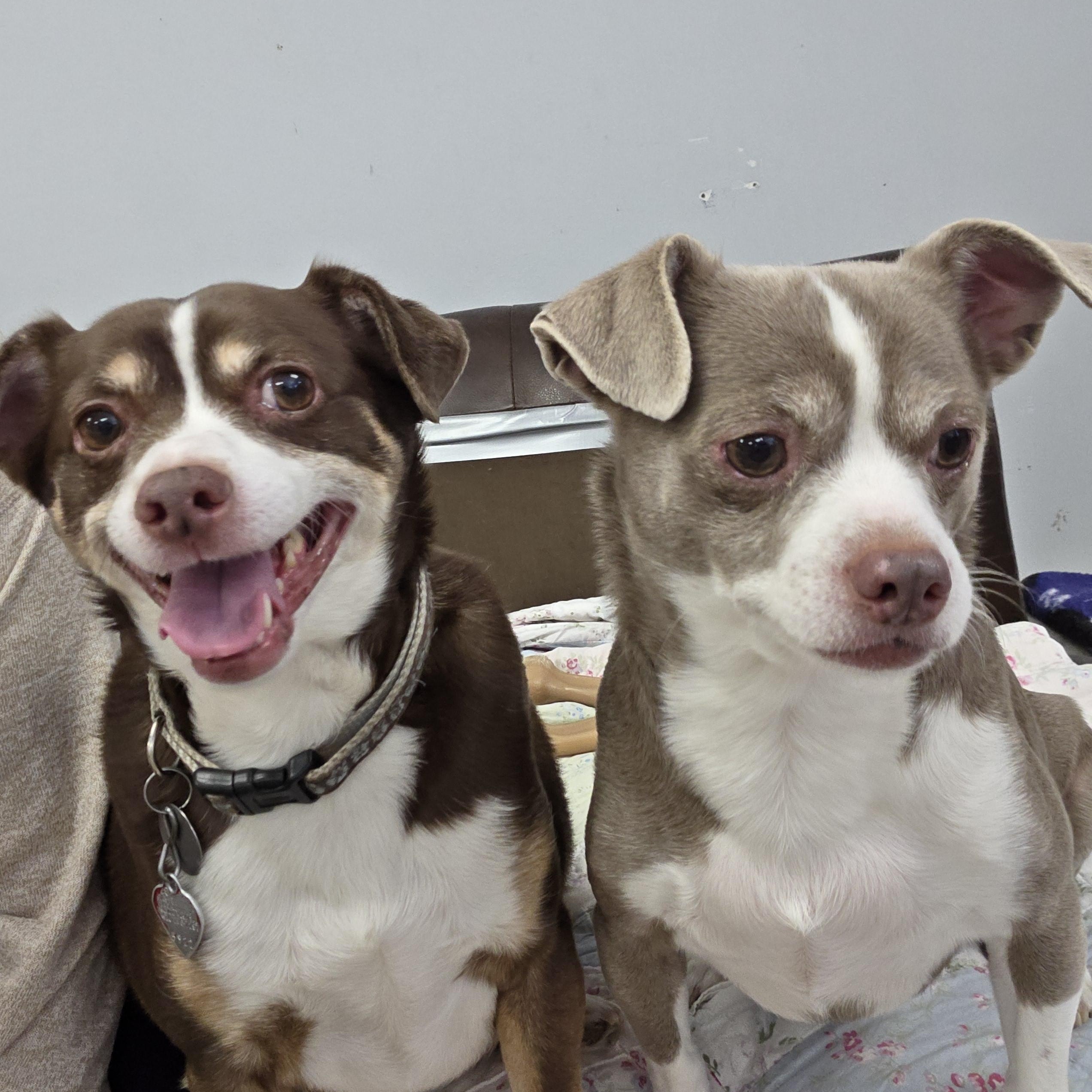 Enlarge Hang Around, an adopted Chihuahua in Bel Air, MD image 2/4