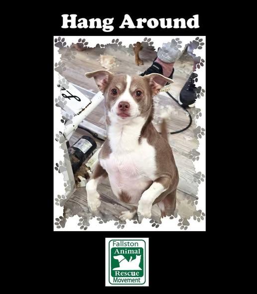 Enlarge Hang Around, an adopted Chihuahua in Bel Air, MD image 1/4