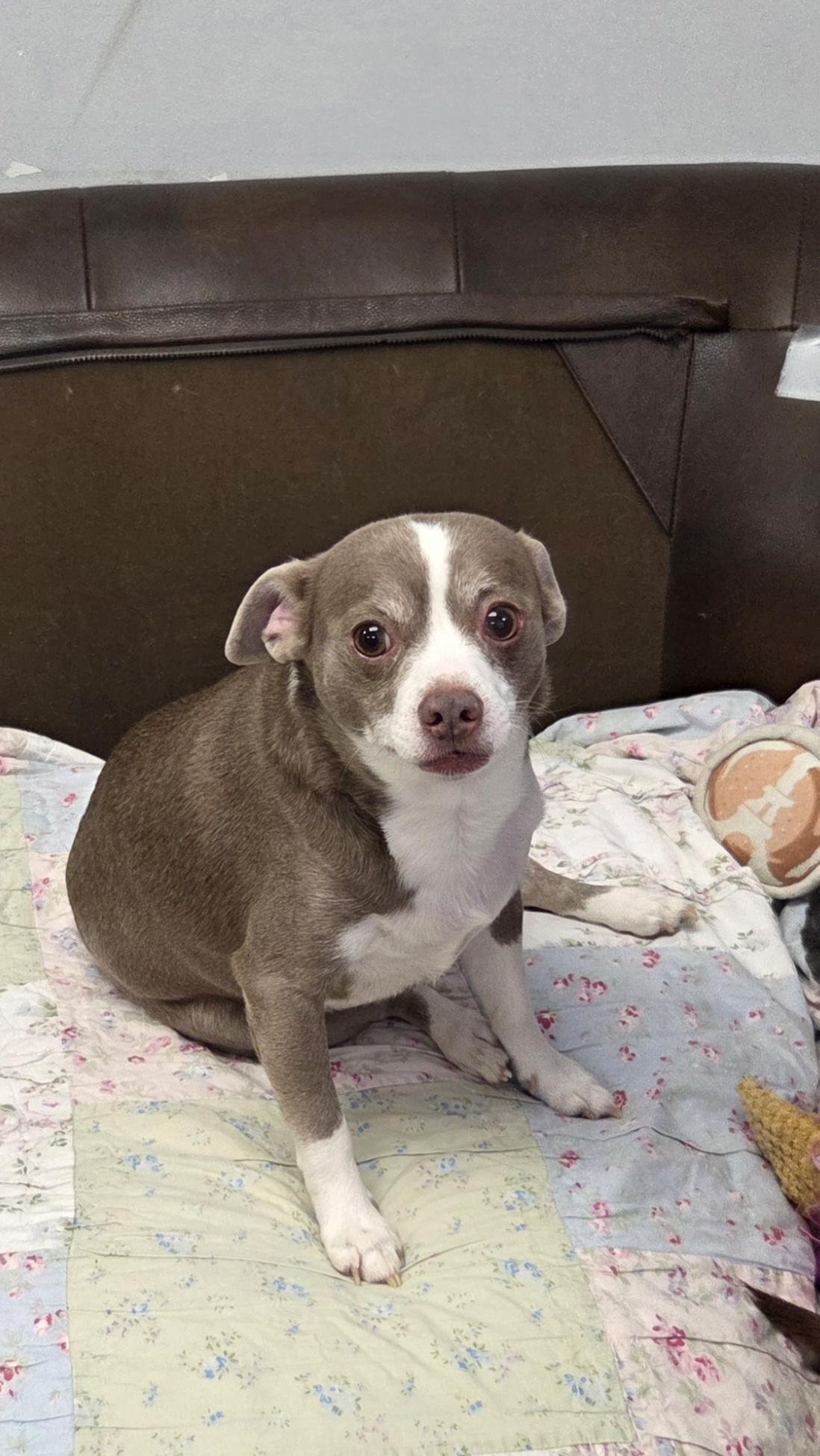 Enlarge Hang Around, an adopted Chihuahua in Bel Air, MD image 3/4