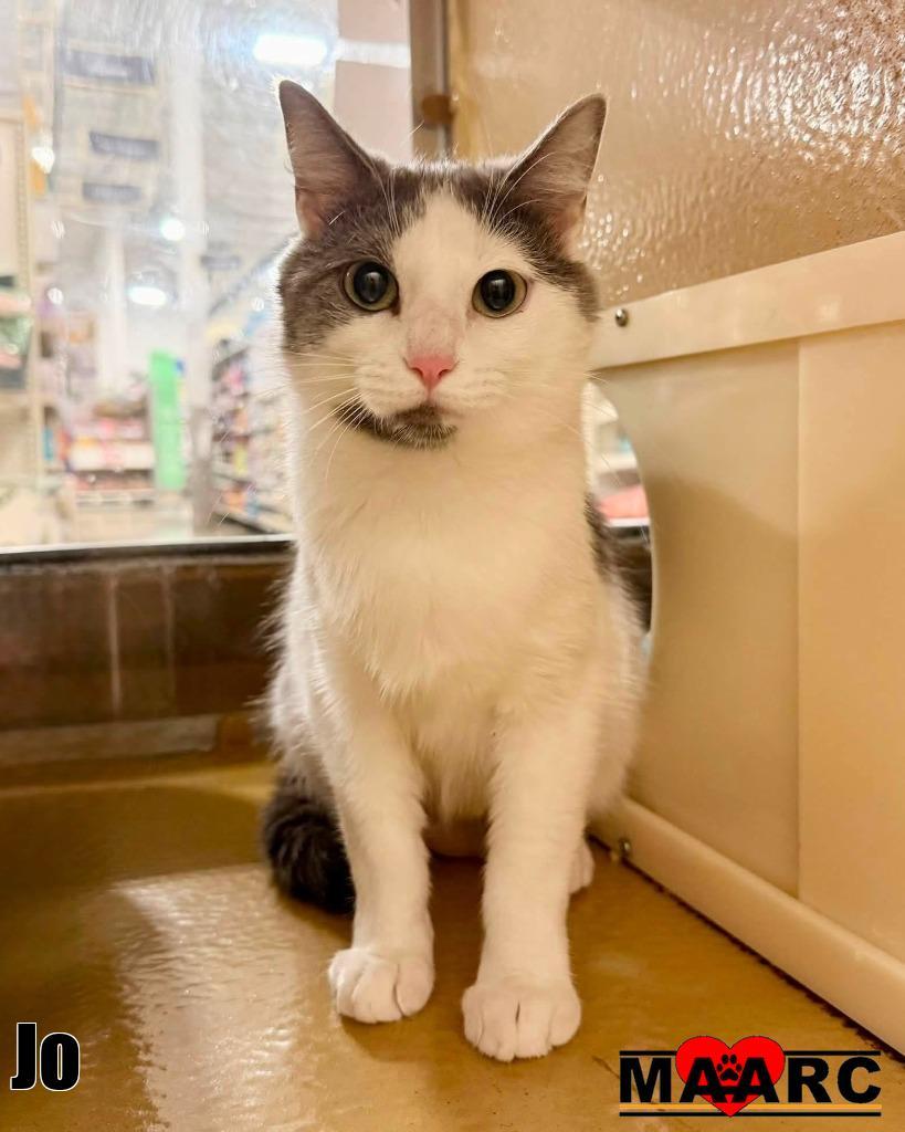 Jo, Adoptable, Young Female Domestic Short Hair.
