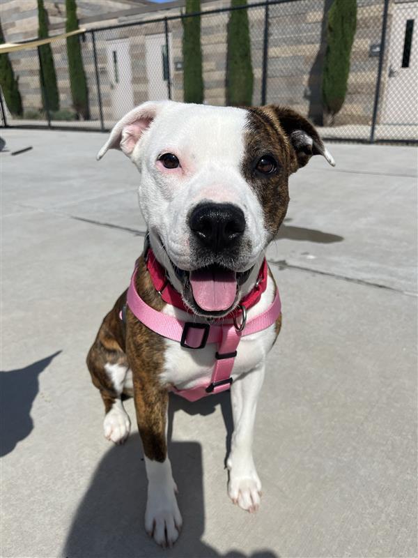 Simka, Adopted, Adult Female Pit Bull Terrier.