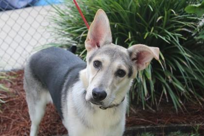 Starling, Adoptable, Adult Female German Shepherd Dog & Mixed Breed.