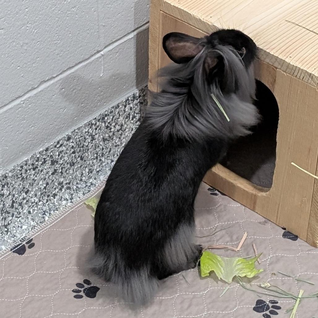 Lestat, a Adoptable mixed breed in Brookfield, WI image 1/3