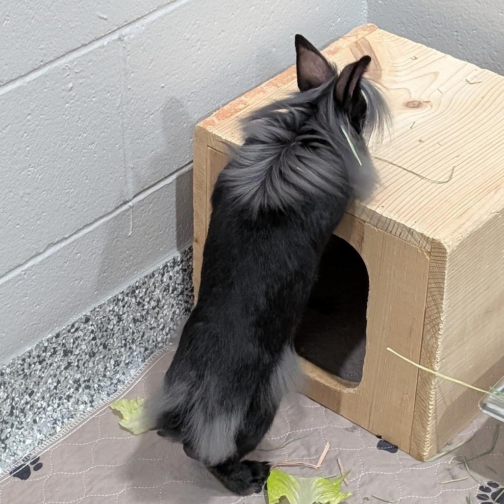 Lestat, a Adoptable mixed breed in Brookfield, WI image 2/3