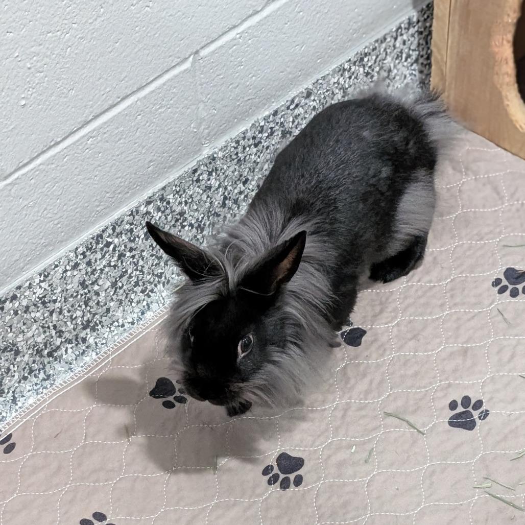 Lestat, a Adoptable mixed breed in Brookfield, WI image 3/3