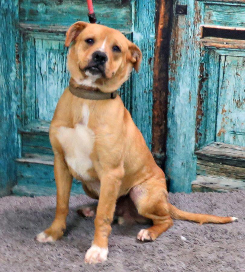 Toby, ADOPTABLE, Adult Male Pit Bull Terrier.