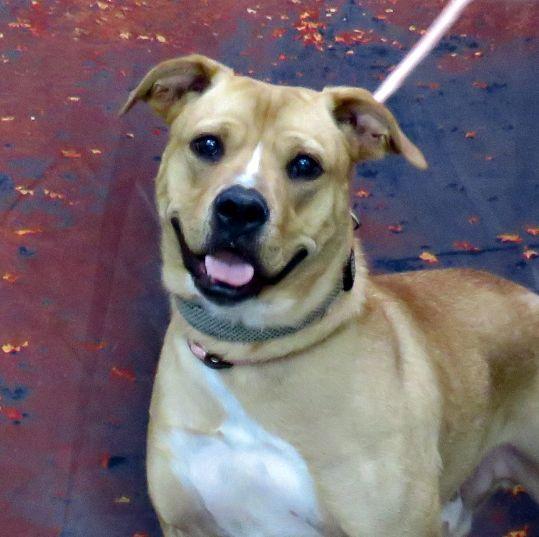 Toby, ADOPTABLE, Adult Male Pit Bull Terrier.