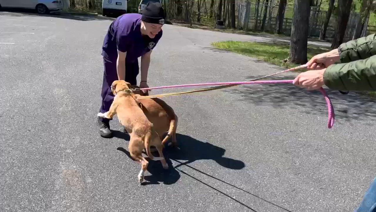 Enlarge Toby, a ADOPTABLE mixed breed in Lexington, VA video 2/2
