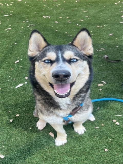 Enlarge SAVANNAH, a Adoptable Mixed Breed in Los Angeles, CA image 1/1