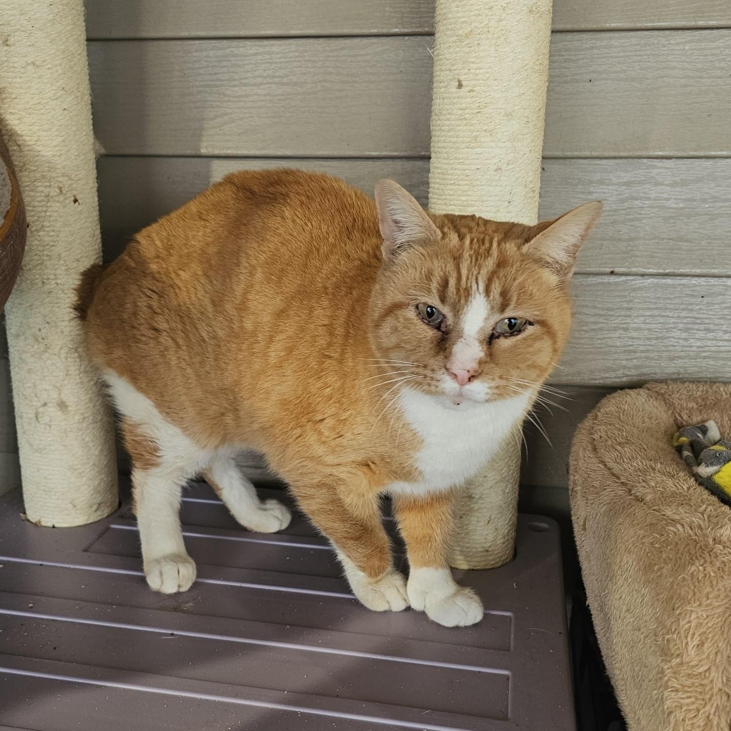 Enlarge Newton, a ADOPTABLE Domestic Short Hair in Pardeeville, WI image 3/4