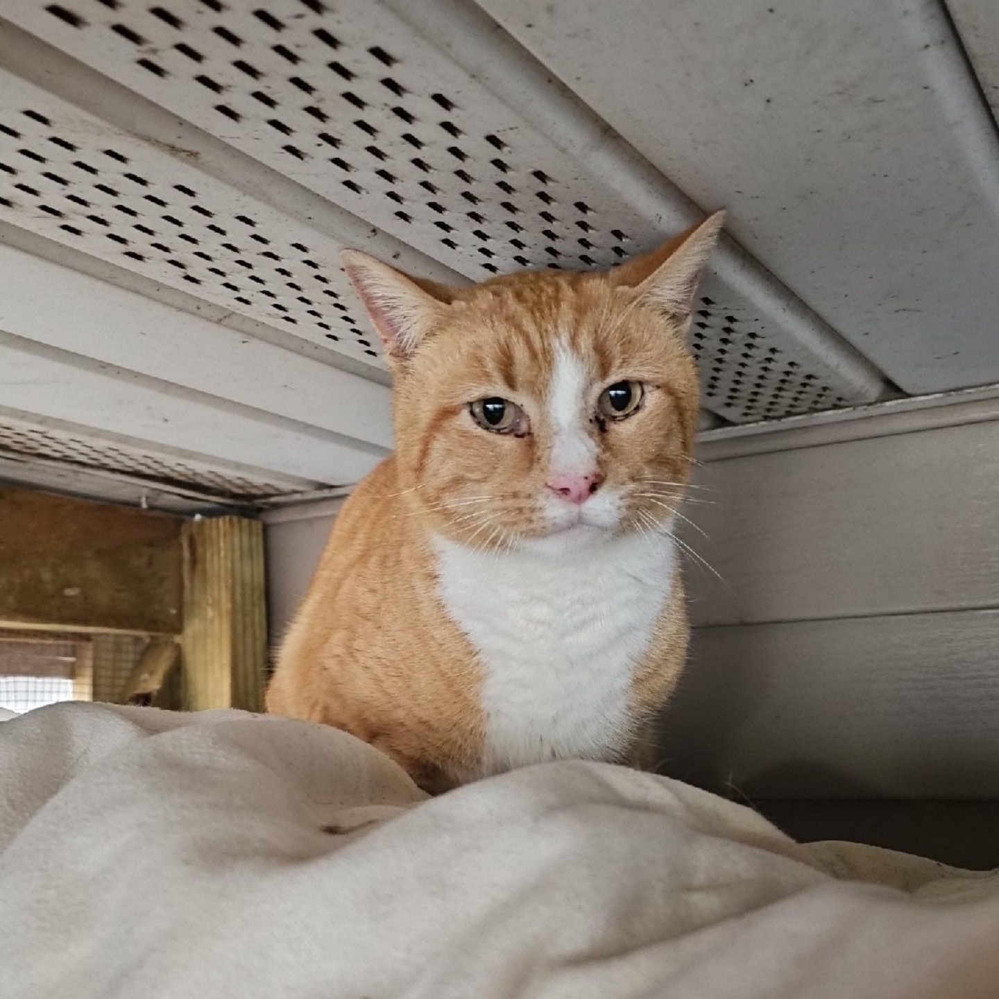 Enlarge Newton, a ADOPTABLE Domestic Short Hair in Pardeeville, WI image 1/4