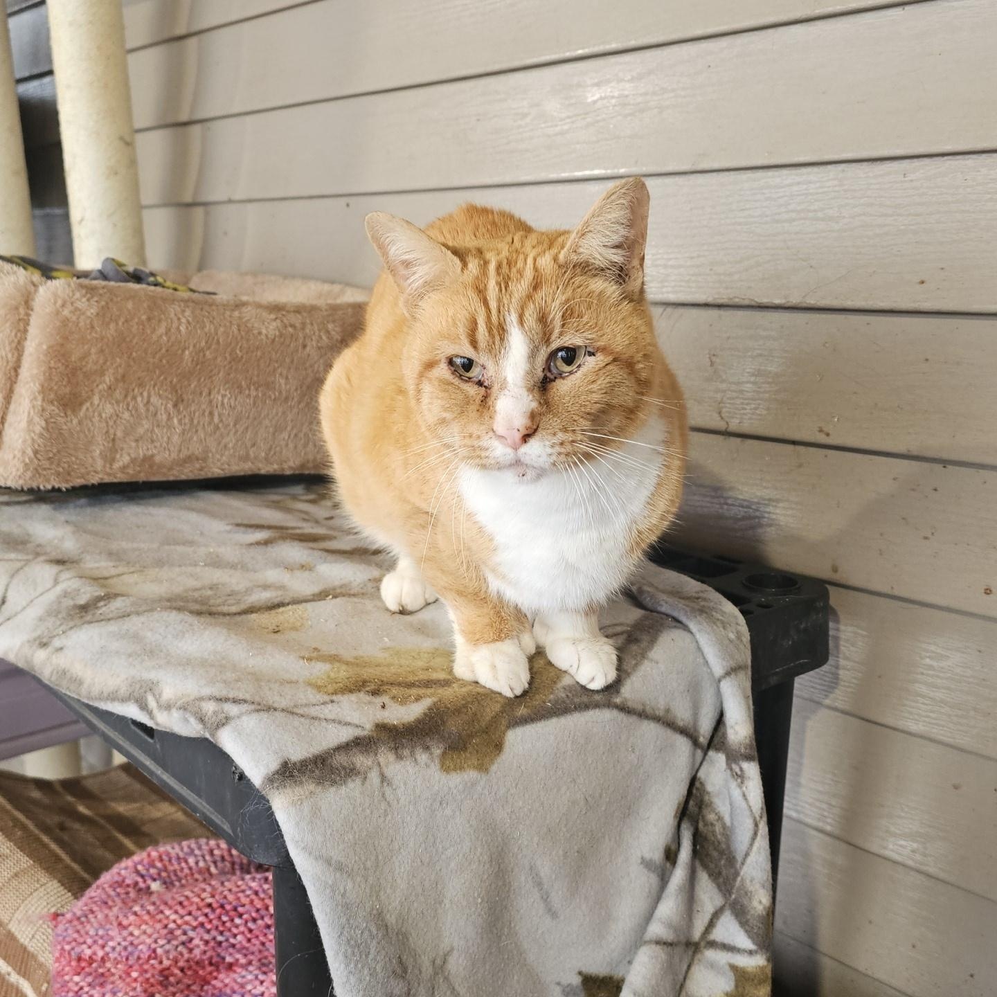 Enlarge Newton, a ADOPTABLE Domestic Short Hair in Pardeeville, WI image 4/4
