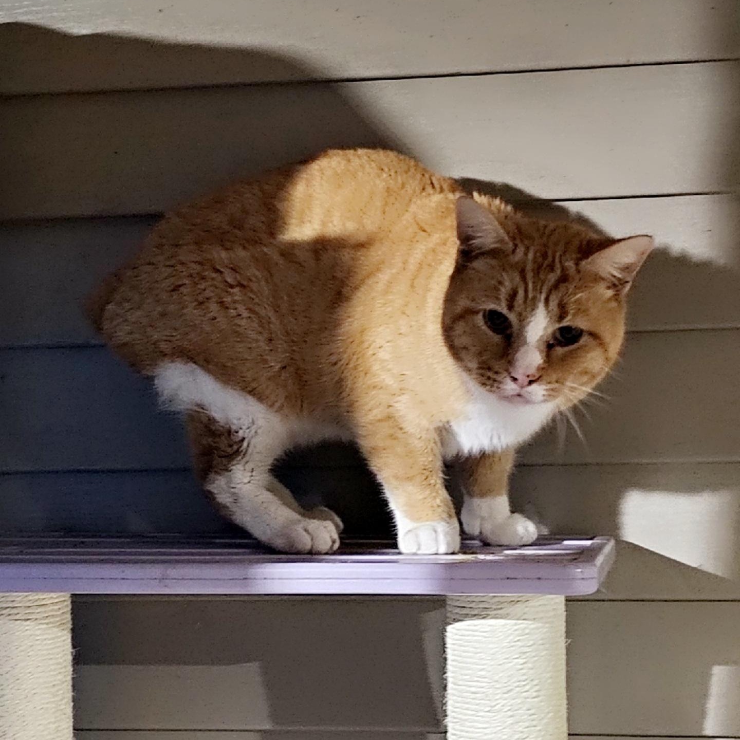 Enlarge Newton, a ADOPTABLE Domestic Short Hair in Pardeeville, WI image 2/4