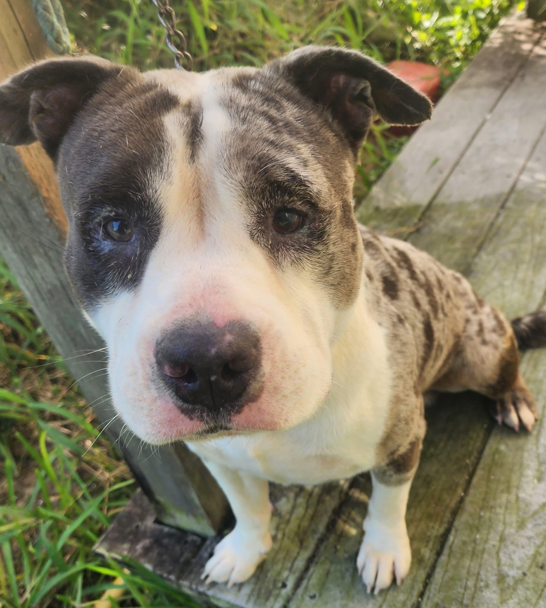 Shannon, Adoptable, Adult Male American Bully.