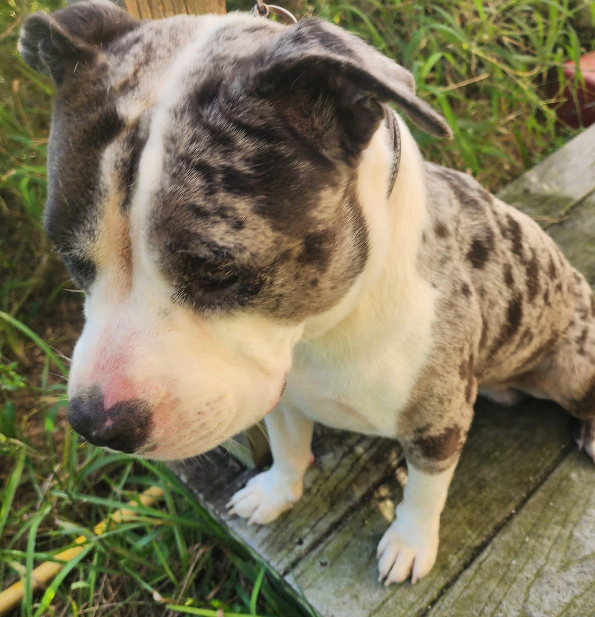 Enlarge Shannon, a Adoptable mixed breed in Lorida, FL image 2/2