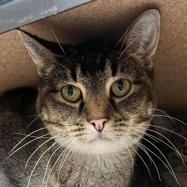 Enlarge Gladys, a Adoptable Domestic Short Hair in Milan, IL image 1/3