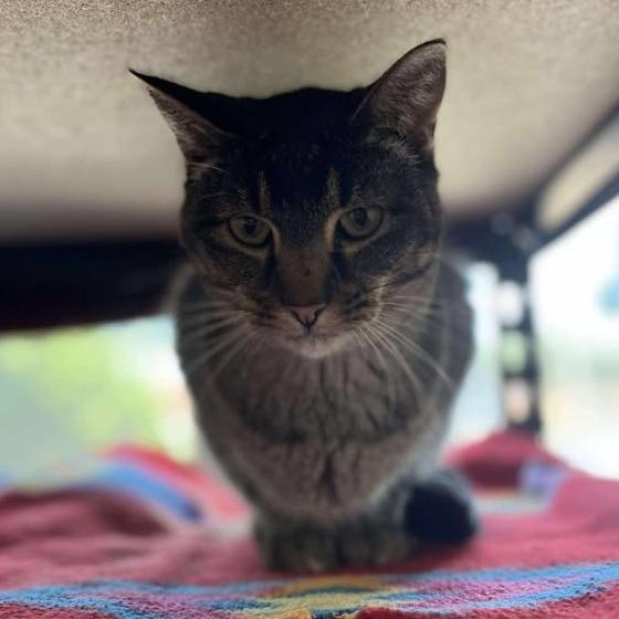Enlarge Gladys, a Adoptable Domestic Short Hair in Milan, IL image 2/3