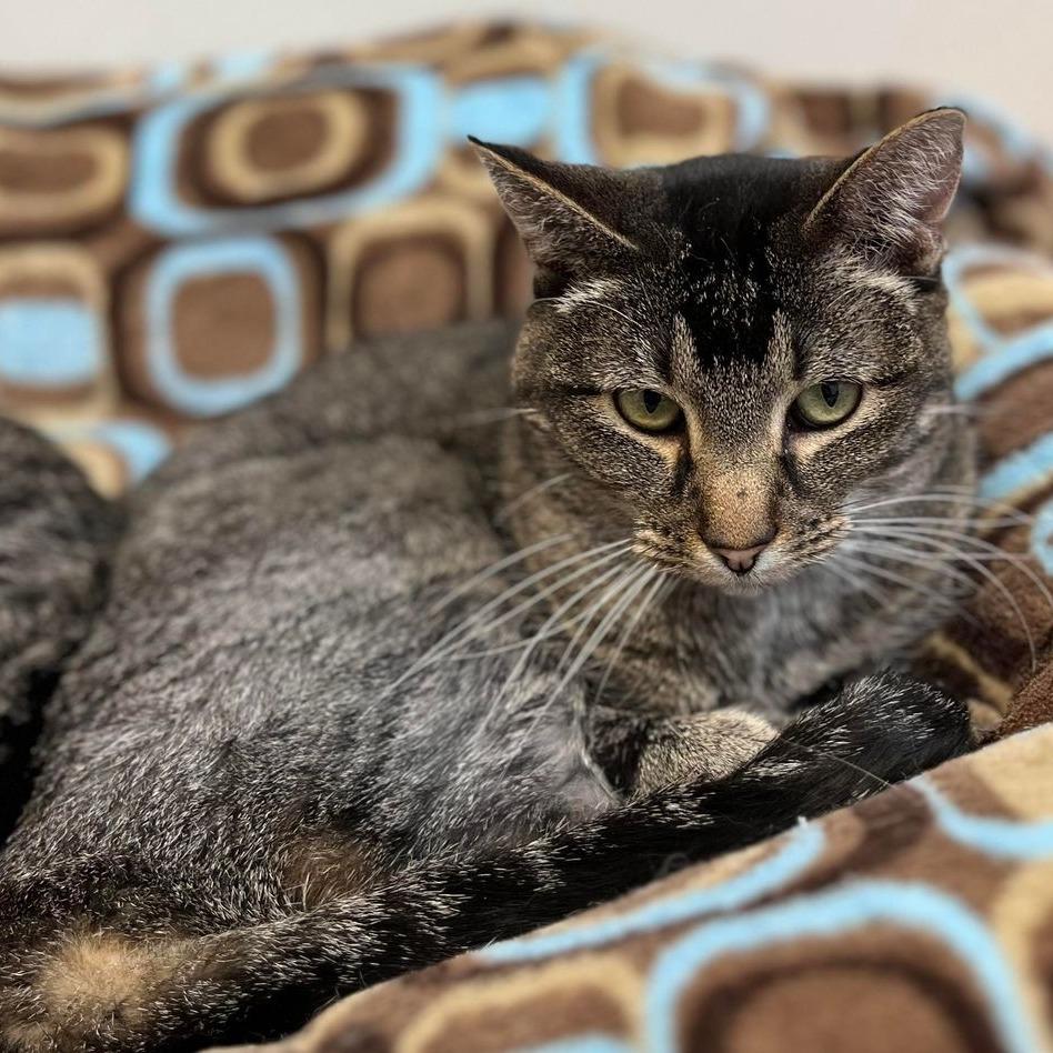 Enlarge Gladys, a Adoptable Domestic Short Hair in Milan, IL image 3/3