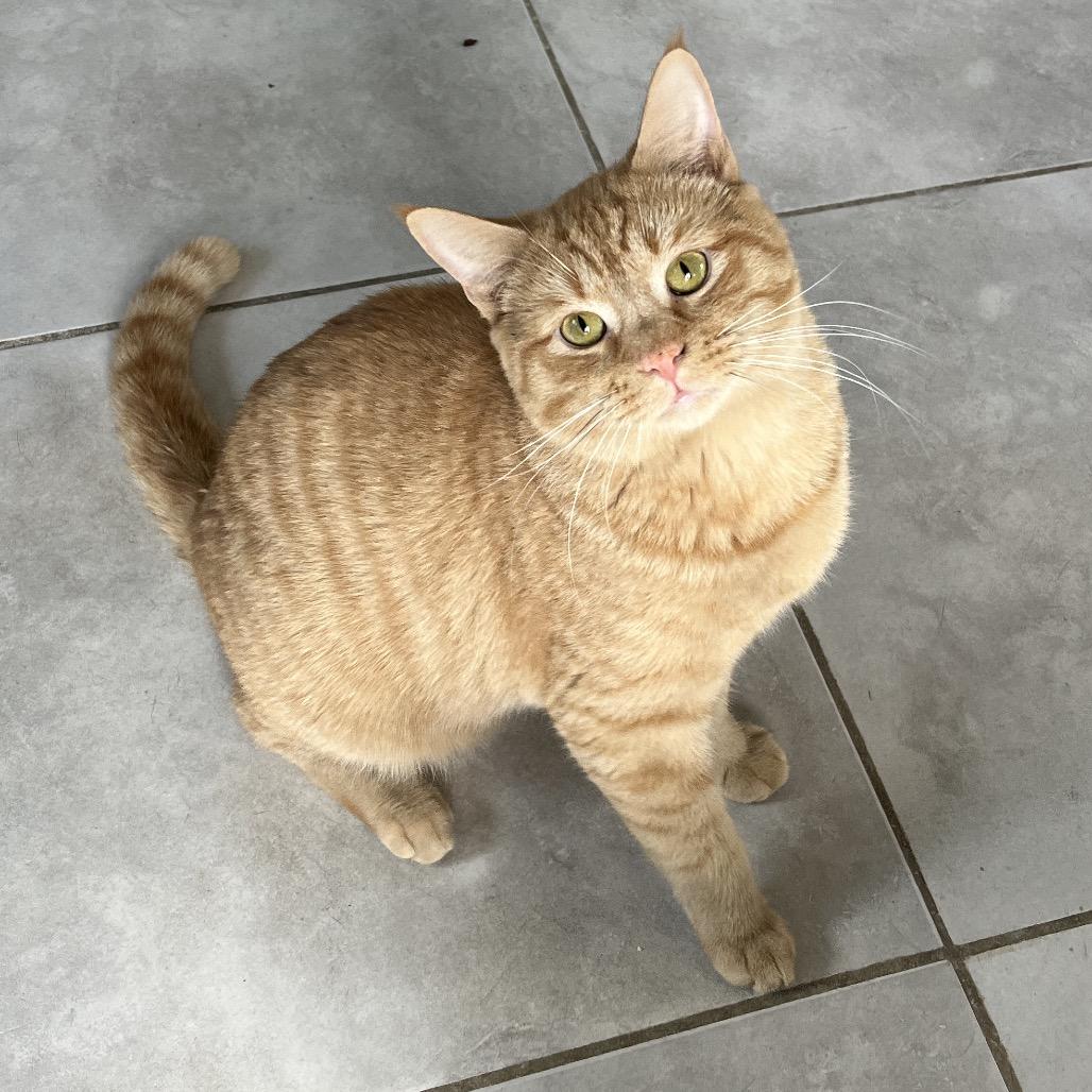 Mai Tai — thumbnail 4