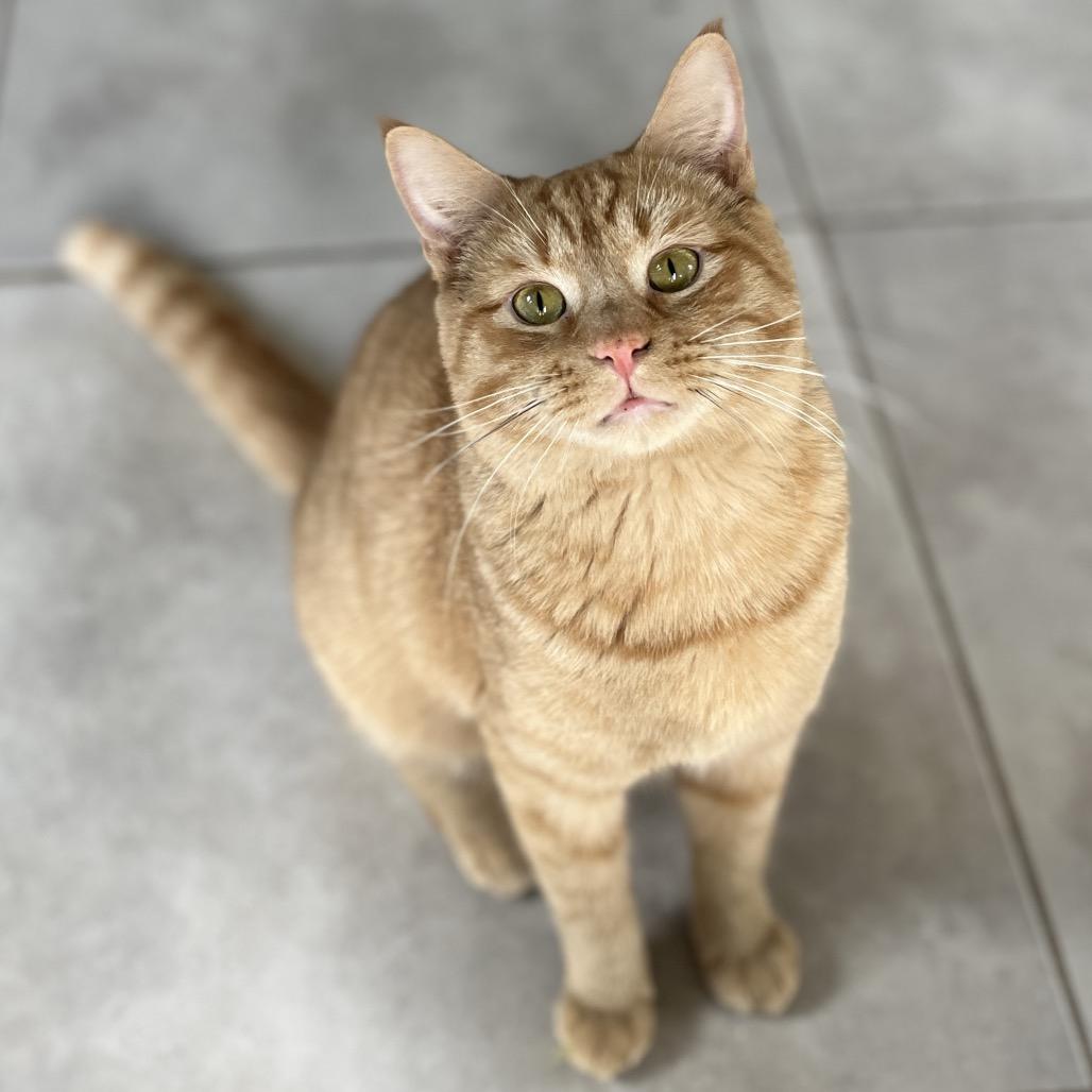 Mai Tai — thumbnail 5