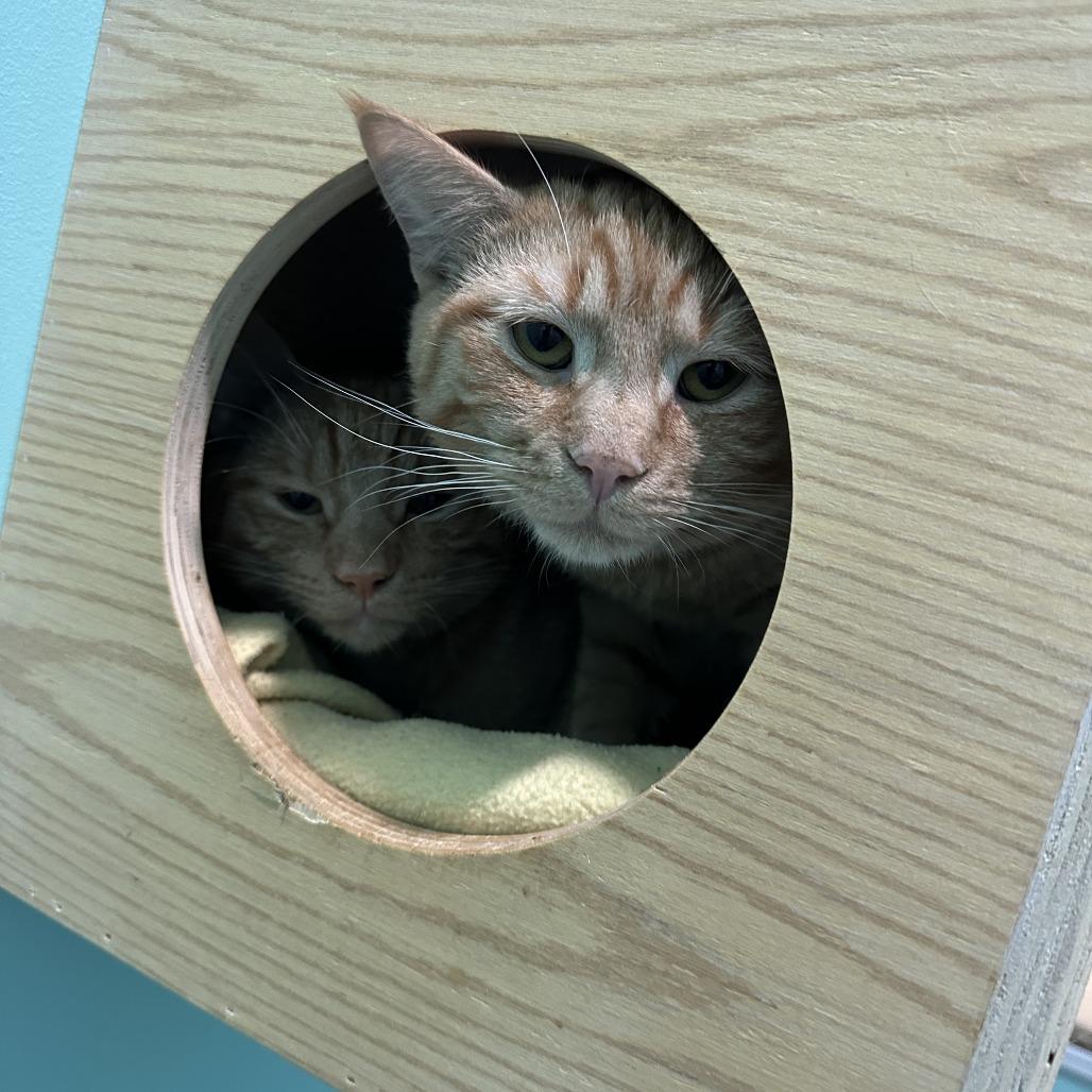 Mai Tai — thumbnail 6