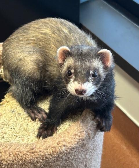 Enlarge Gunnar and Dexter , a ADOPTABLE Ferret in Madison, WI image 1/2