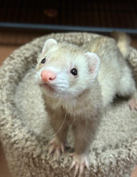 Enlarge Gunnar and Dexter , a ADOPTABLE Ferret in Madison, WI image 2/2