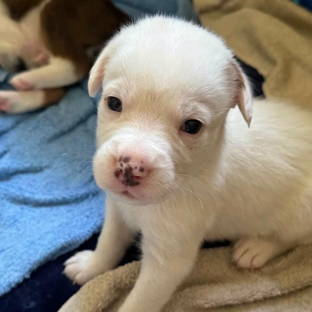 Mars, a ADOPTABLE mixed breed in Lexington, KY image 5/5