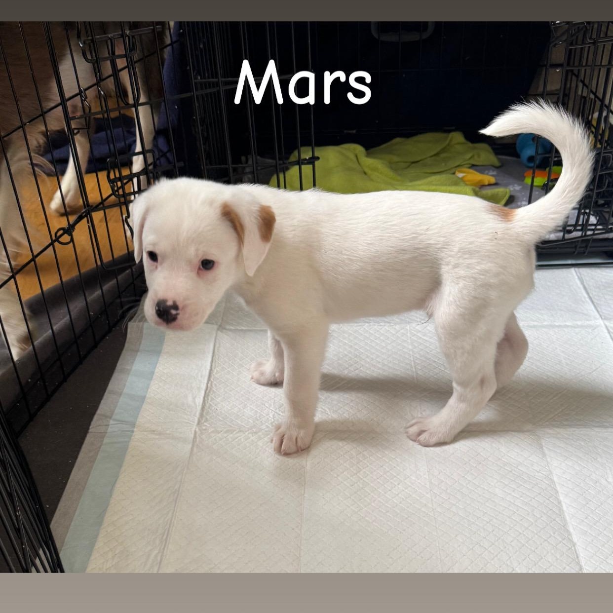 Mars, a ADOPTABLE mixed breed in Lexington, KY image 2/5