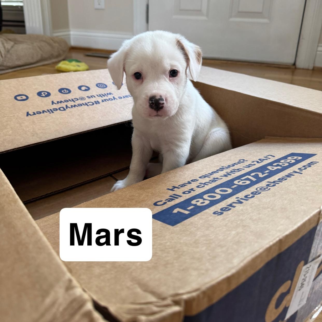 Mars, a ADOPTABLE mixed breed in Lexington, KY image 4/5