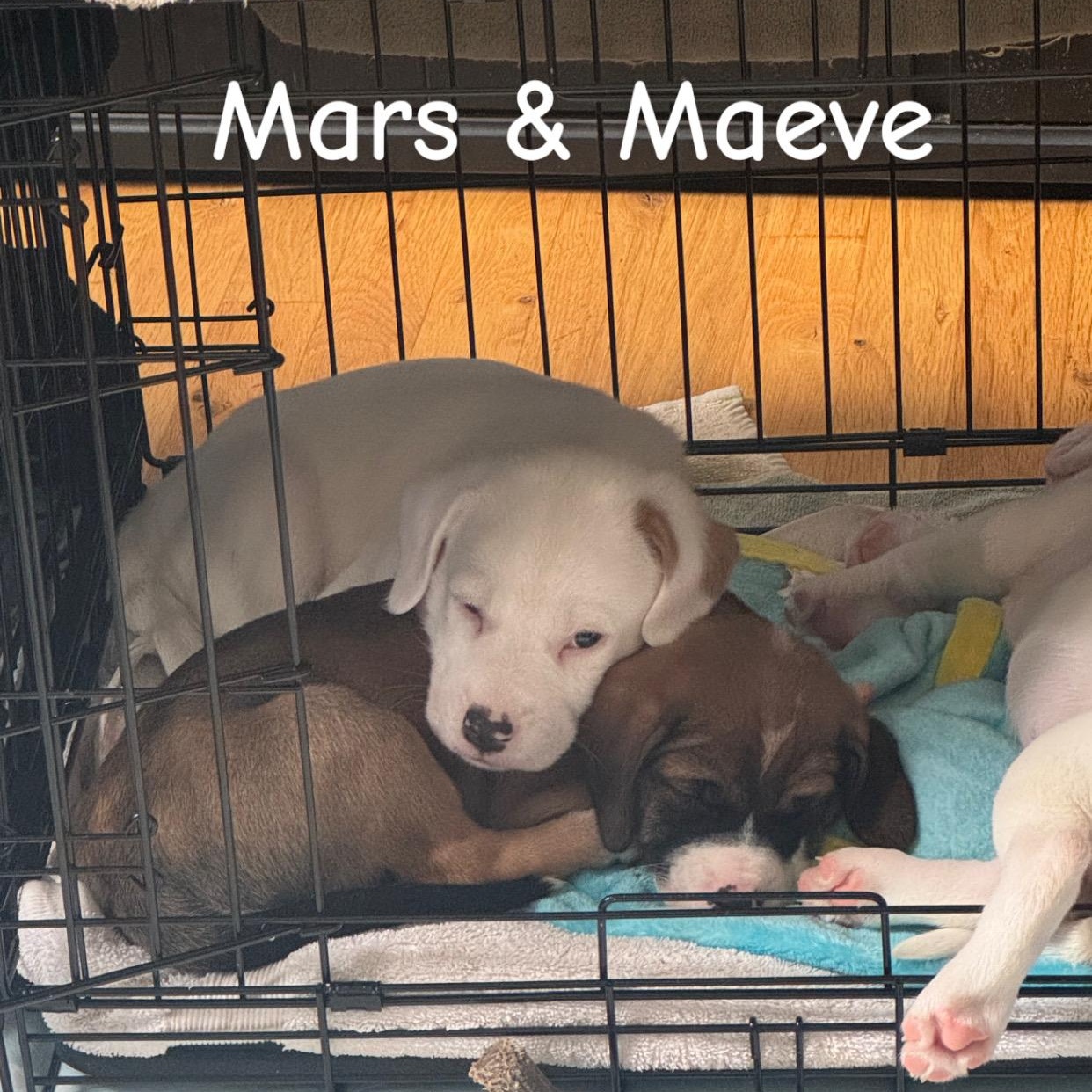 Mars, a ADOPTABLE mixed breed in Lexington, KY image 3/5